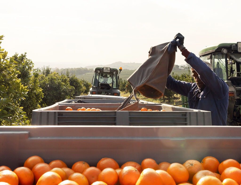 PackSys - Fruit into bins in the field