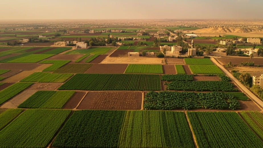 Citrii Software - Explore how AgTech is transforming Egypt’s agriculture. Learn how Citrii’s tools help Egyptian farmers overcome water scarcity and climate challenges to boost yields.